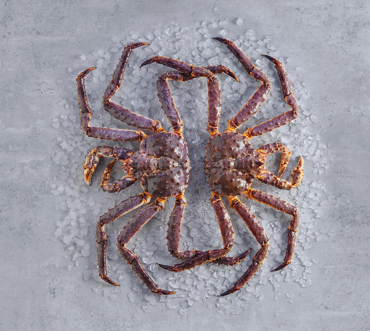 Red king crab on ice