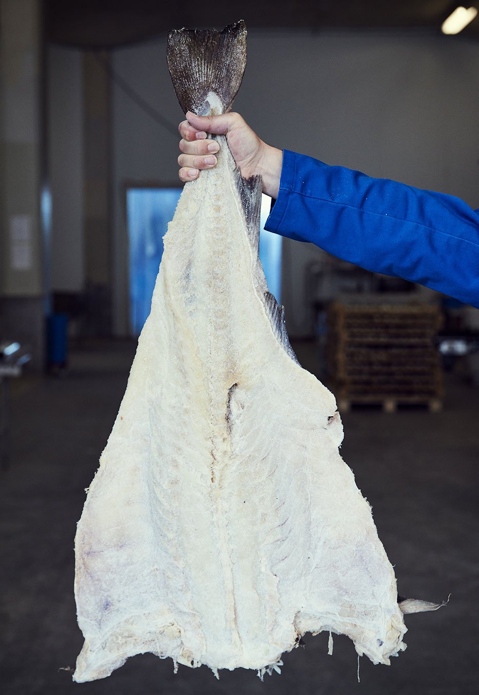 Jakob Dybvig carrying clipfish